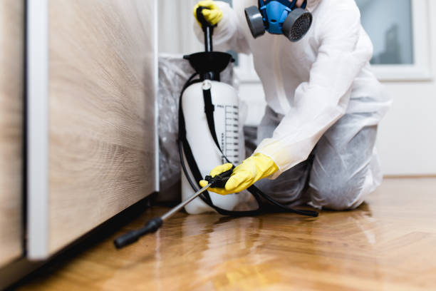 Best Wasp Removal Services  in Pahala, HI