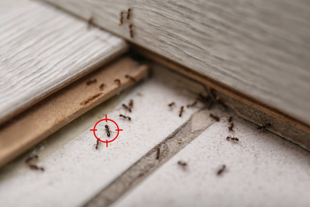 Best Local Pest Control Services  in Pahala, HI