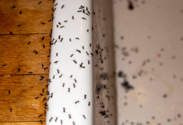 Best Bed Bug Extermination  in Pahala, HI