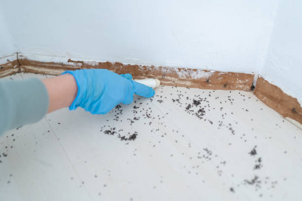 Trusted Pahala, HI Pest Control Experts